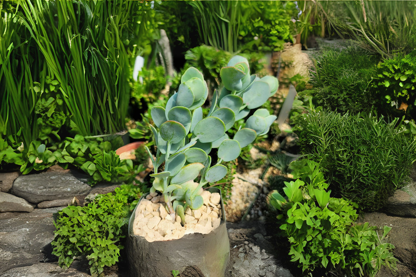 Kalanchoe Panamensis Succulent - 4" Rare Paddle Plant with Red-Edged Leaves - Easy Care Indoor Plant