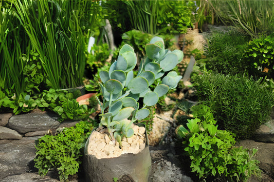 Kalanchoe Panamensis Succulent - 4" Rare Paddle Plant with Red-Edged Leaves - Easy Care Indoor Plant