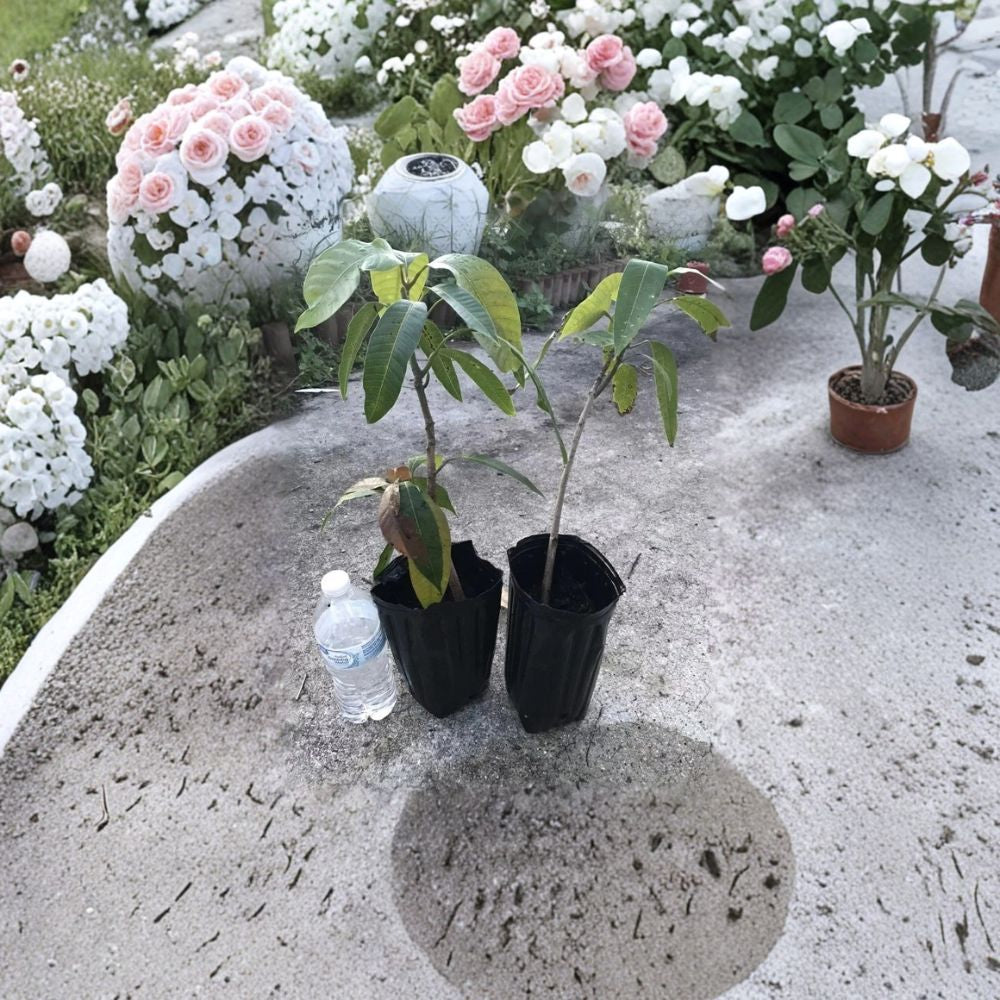 Tommy Atkins Mango Tree – Mangifera indica ‘Tommy Atkins’ Live Starter Plant | 10–14 Inches Tall | Red Mango Variety  Durable Classic | Vibrant Red Blush | Great for Home Growing