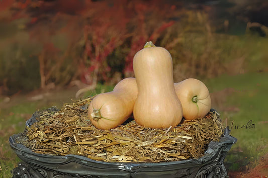 Waltham Butternut Squash (Cucurbita moschata 'Waltham Butternut')