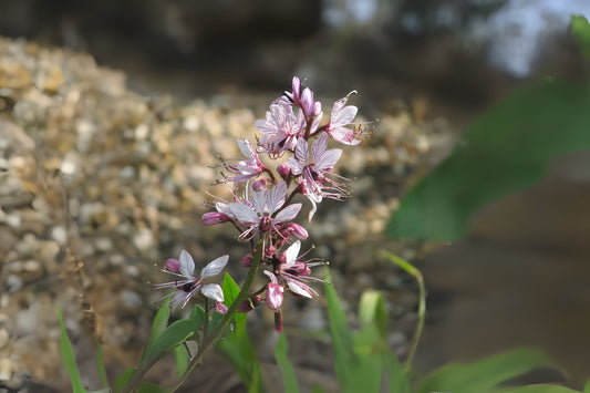 Burning Rubra Purple-flowered Dittany Gas Plant (Dictamnus albus rubra)