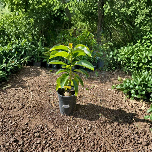 Oro Negro Avocado Tree – Persea americana Grafted Live Tree | 2–4 Feet Tall  Black Skin Avocado | Rich & Creamy Flavor | Excellent Container Variety