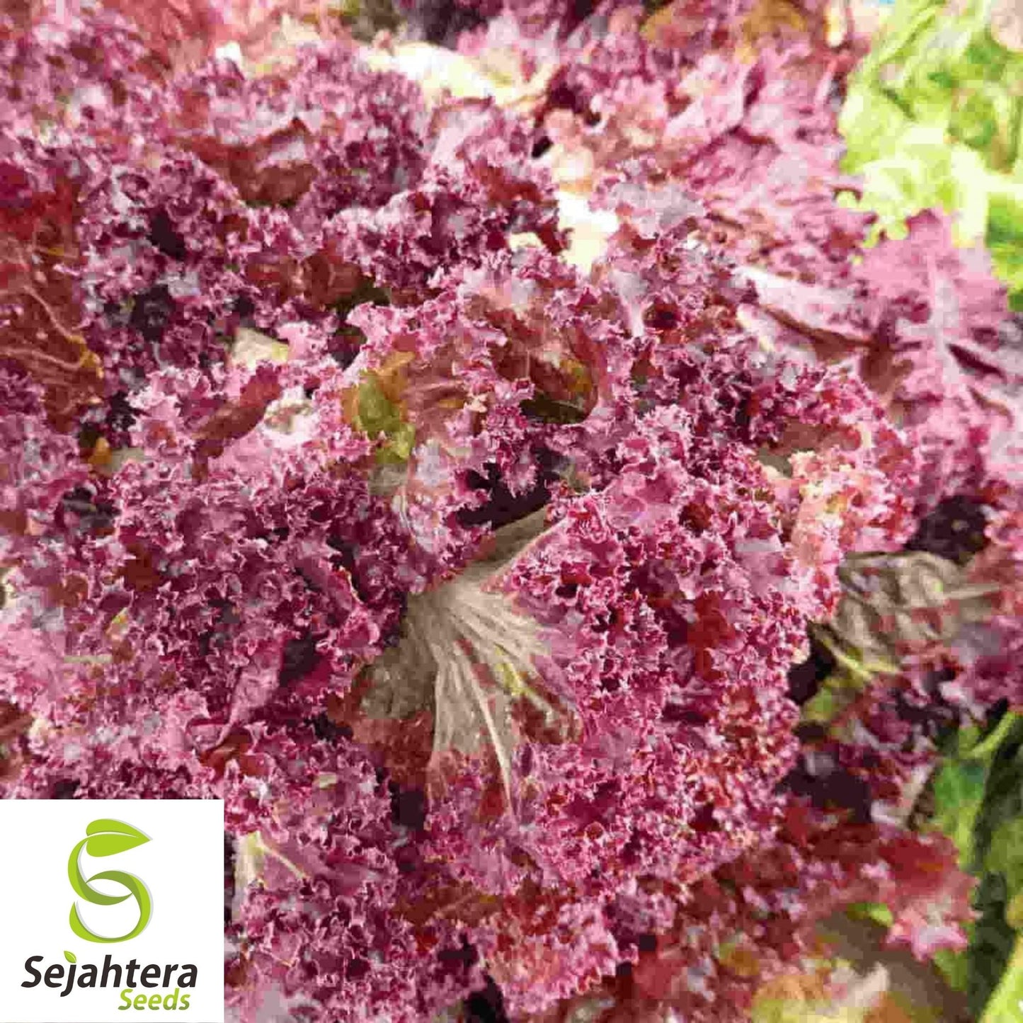 1000 Red Salad Bowl Lettuce Seeds - Non-GMO, Tender & Vibrant Greens