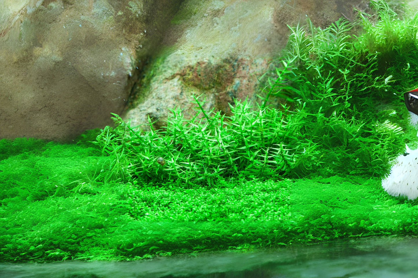 Gratiola Viscidula Aquarium Plant Portion Cup 3.5 oz - Freshwater Aquatic Plant for Aquariums