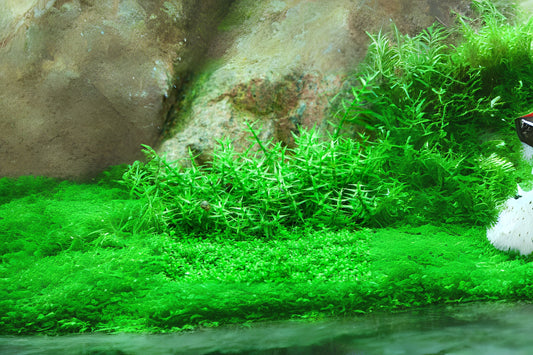 Gratiola Viscidula Aquarium Plant Portion Cup 3.5 oz - Freshwater Aquatic Plant for Aquariums