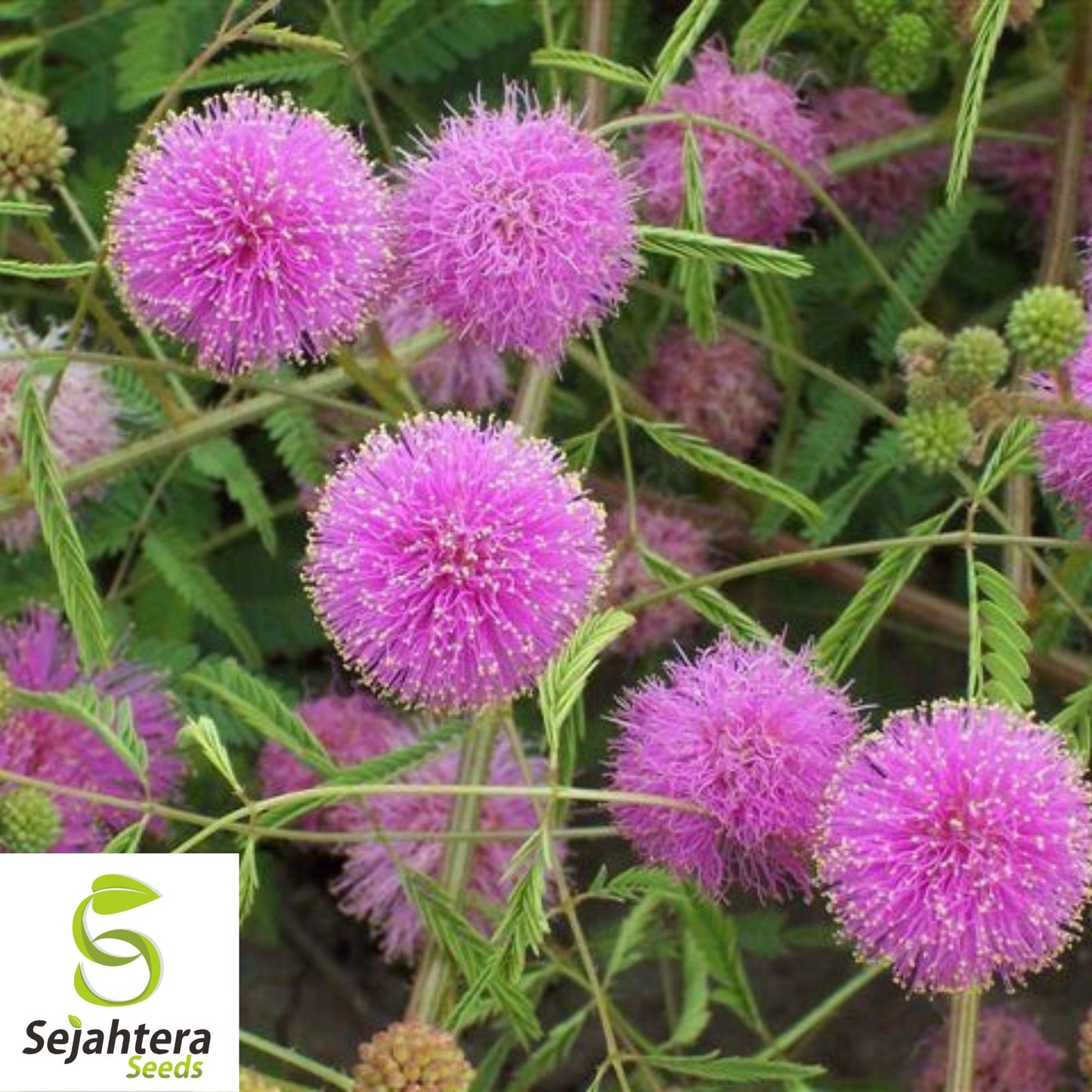 50 Mimosa Sensitive Plant Seeds - Mimosa Pudica, Touch-Me-Not, Non-GMO USA
