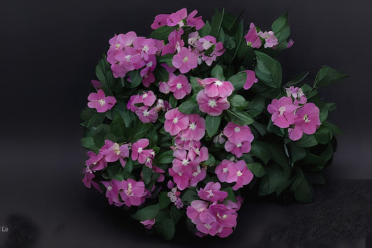 Live Potted Orchid Pink Vinca Plant - Madagascar Periwinkle - Catharanthus roseus - 4.5in Pot for Garden & Indoor Decor