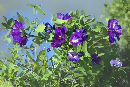 Asian Pigeonwings Butterfly Pea (Clitoria ternatea)