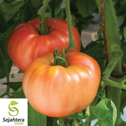 German Johnson Tomato Seeds 50 Ct | Heirloom NON-GMO Vegetable Garden USA