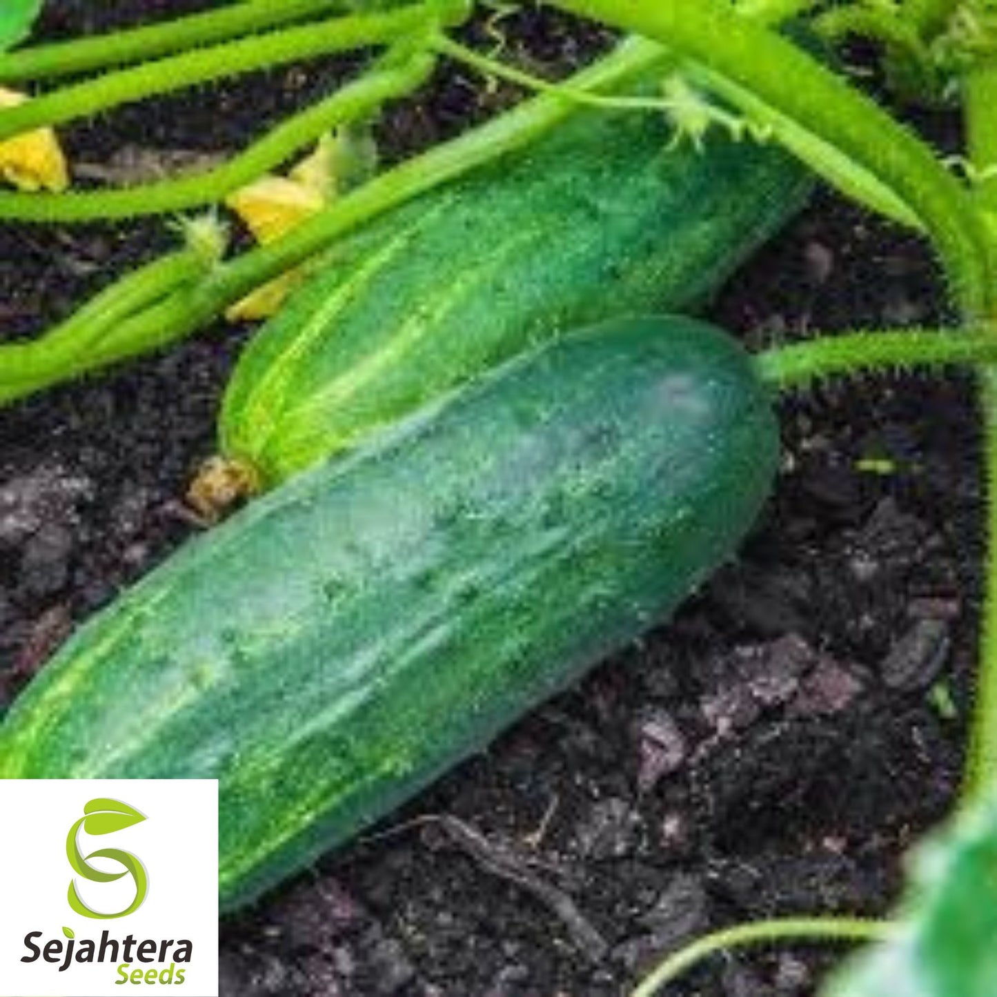 Marketmore 76 Cucumber Seeds - 100+ Heirloom - Organic, Non-GMO & High Yield