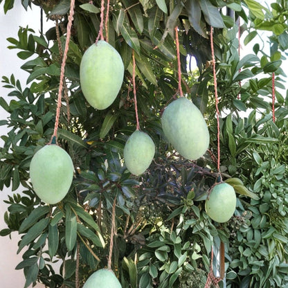 Pineapple Pleasure Mango Tree – Mangifera indica Grafted Organic Live Tree | 4 Feet Tall | SE Florida Grown  Rare Tropical Flavor | Large Juicy Fruit | Premium Collector Variety