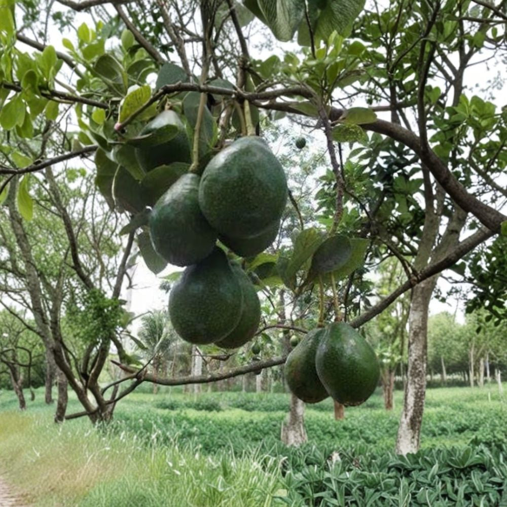 Catalina Avocado Tree – Persea americana ‘Catalina’ Grafted Live Tree | 1 Foot Tall | Includes 6" Pot  Mid-Season Variety | Pear-Shaped Fruit | Rich & Creamy