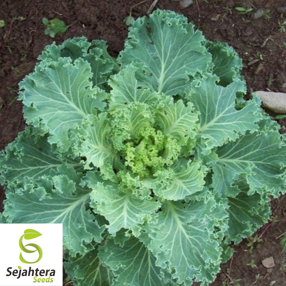 Kale Seeds 500+ | Premier Early Hanover Vegetable NON-GMO USA
