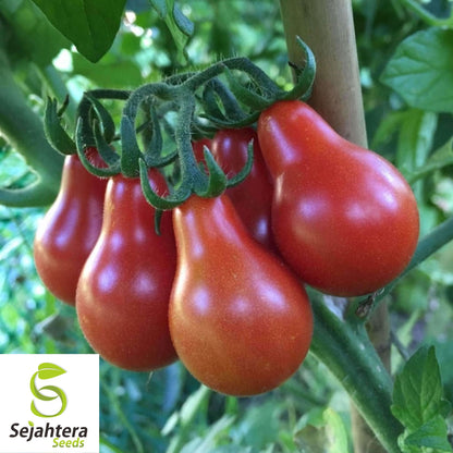30 Red Pear Tomato Seeds - Non-GMO, Sweet & Vibrant Heirloom Variety