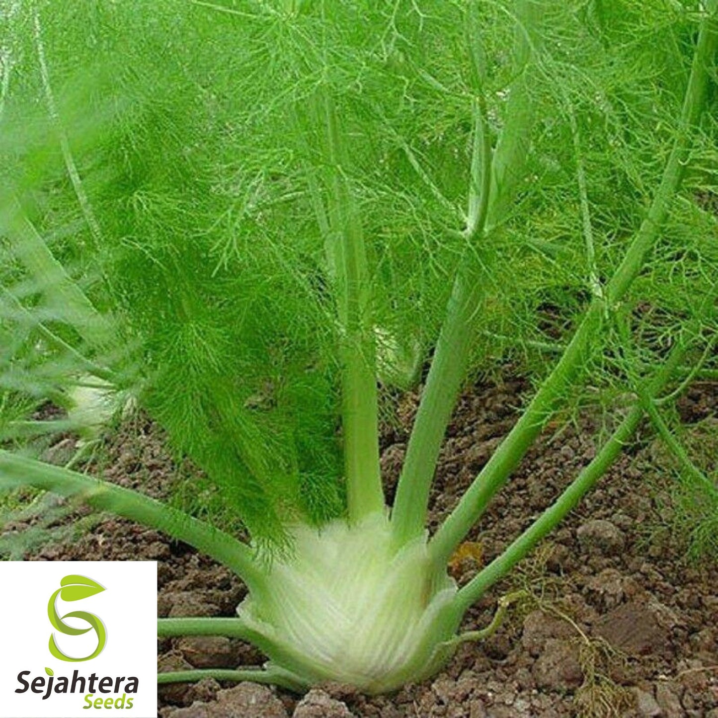 200+ Florence Fennel Seeds (Foeniculum vulgare) - Non-GMO, Aromatic & Versatile