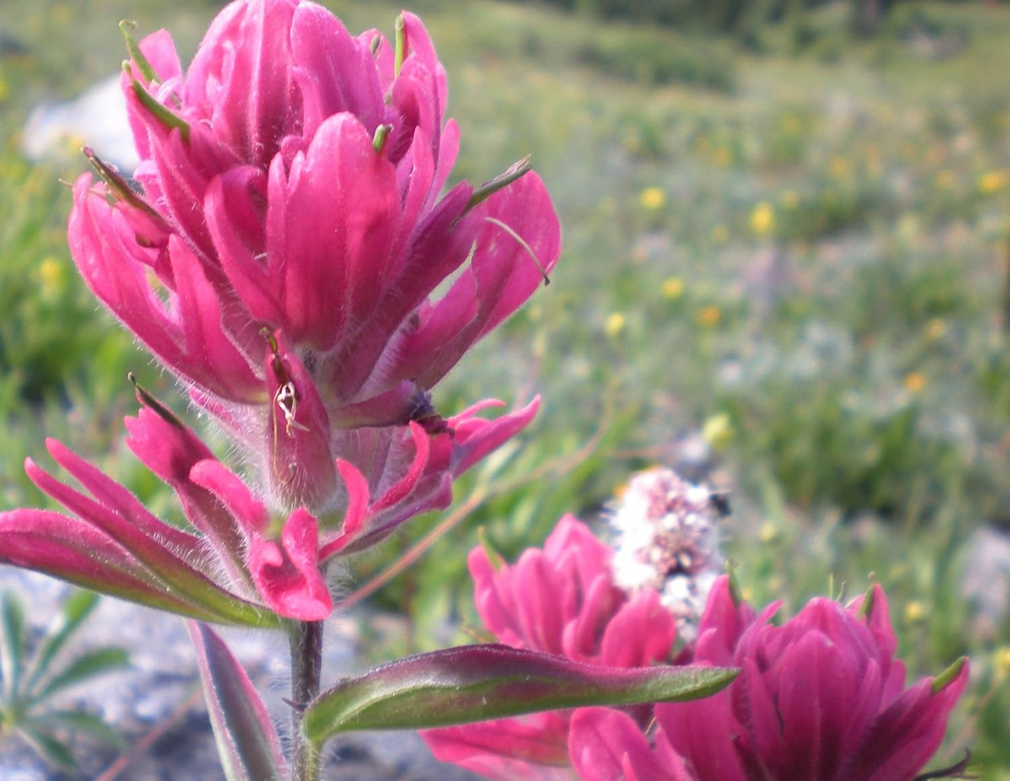 Split-leaf Paintbrush 100 mg Seeds For Planting