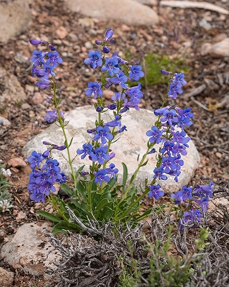 Penstemon cyanocaulis 100mg Seeds For Planting