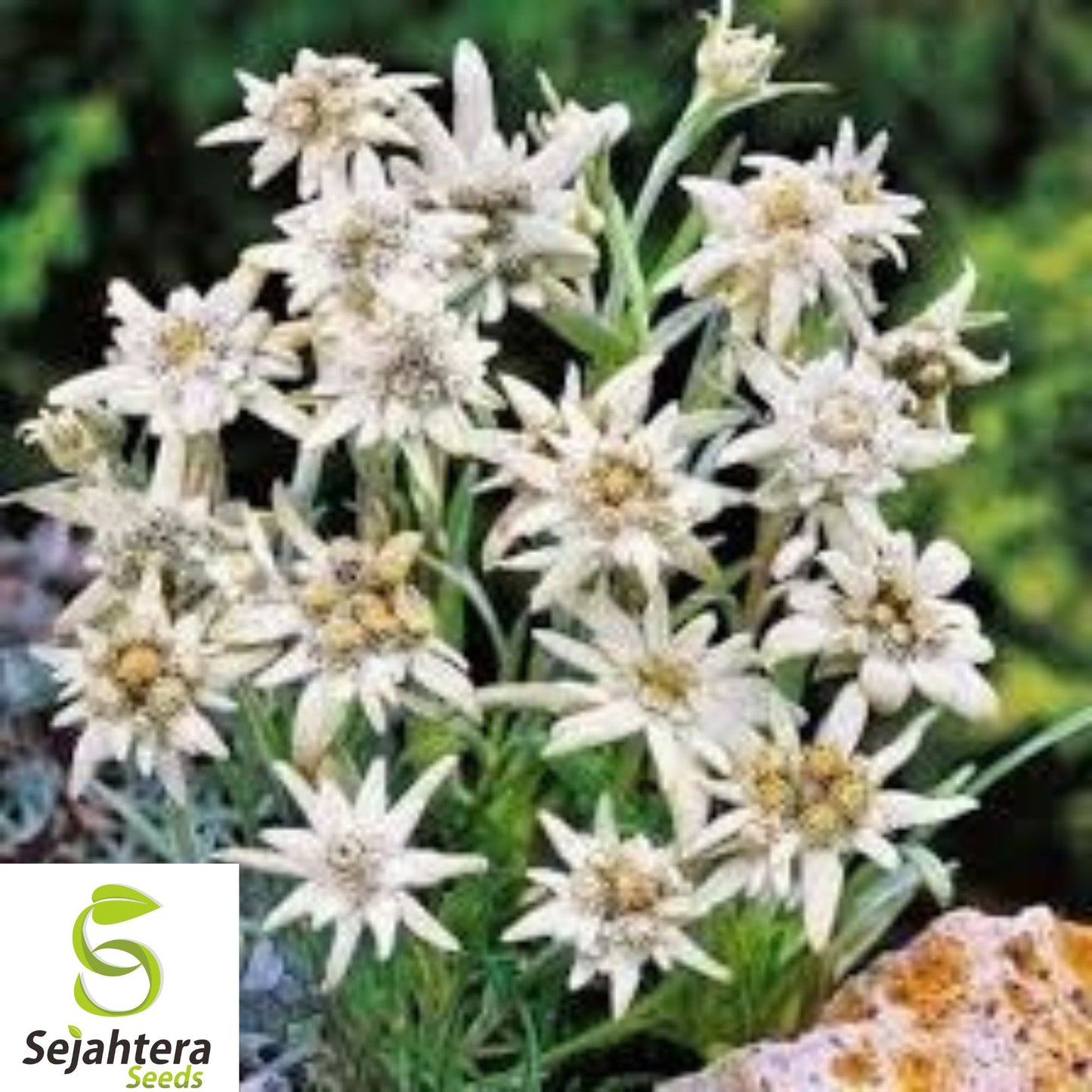 200+ Edelweiss Seeds - Leontopodium Alpinum, Alpine Herb, Heirloom & Hardy