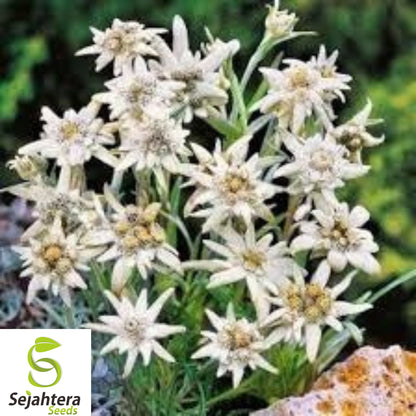 200+ Edelweiss Seeds - Leontopodium Alpinum, Alpine Herb, Heirloom & Hardy