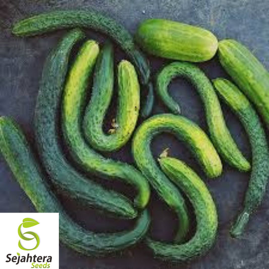 50+ Suyo Long Cucumber Seeds - Heirloom, Non-GMO, Crisp, High-Yield & Rare