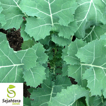 Kale Seeds 500+ | Premier Early Hanover Vegetable NON-GMO USA