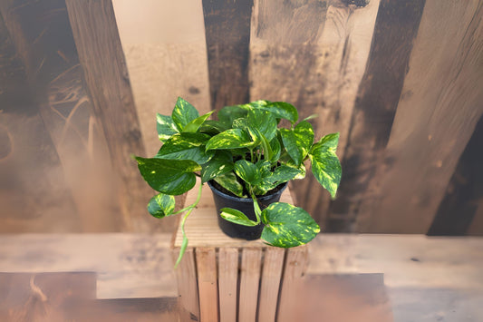 Golden Pothos Plant in 8" Hanging Basket - Epipremnum aureum - Vibrant Green Indoor Houseplant for Easy Care and Decor