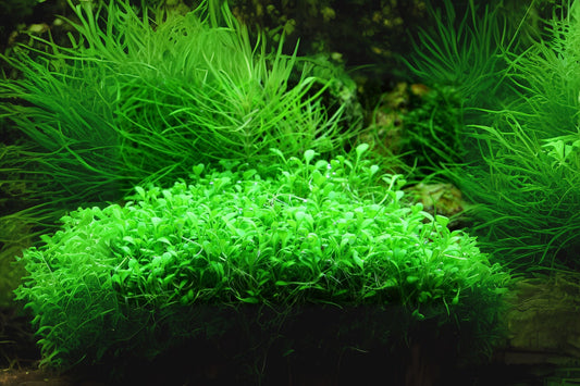 Glossostigma elatinoides Portion Cup 3.5 oz - Aquatic Plant for Aquarium Decoration, Live Plant, Freshwater Aquascaping