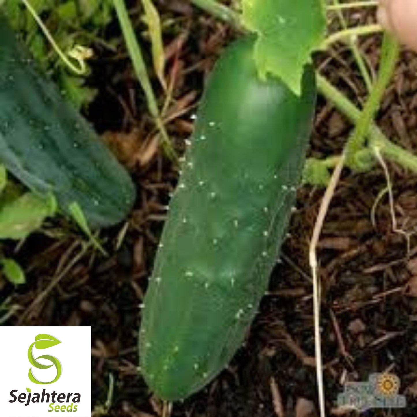 Marketmore 76 Cucumber Seeds - 100+ Heirloom - Organic, Non-GMO & High Yield