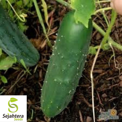 Marketmore 76 Cucumber Seeds - 100+ Heirloom - Organic, Non-GMO & High Yield