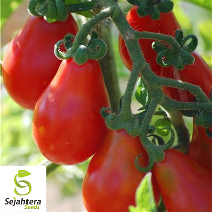 30 Red Pear Tomato Seeds - Non-GMO, Sweet & Vibrant Heirloom Variety