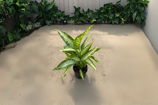 Dieffenbachia Panther Live Plant - 6 in Pot - Bold Variegated Tropical Houseplant - Easy Care Air Purifying Plant