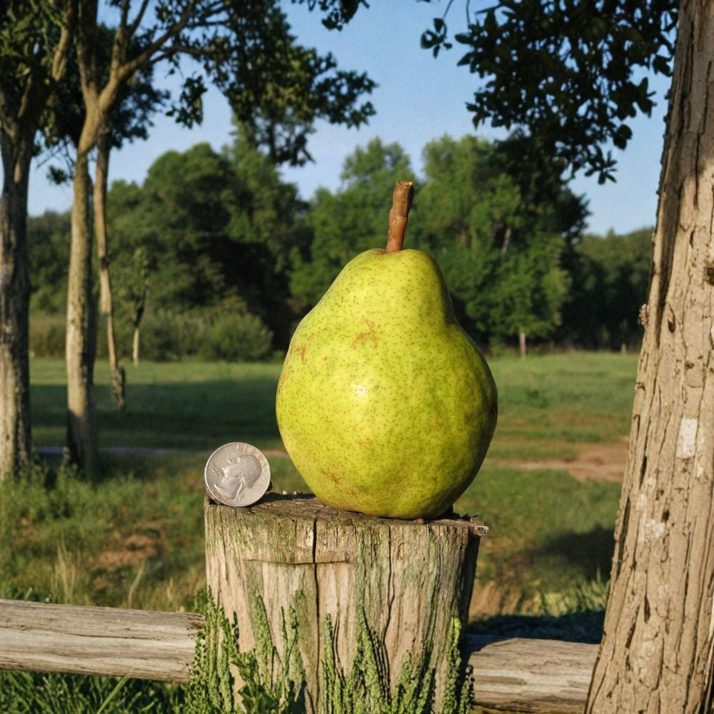 Bartlett Pear Tree Scions – Pyrus communis 40 Fresh Cuttings | 6–7 Inches | For Grafting or Rooting  Williams Pear Variety | Giant Fruit Producer | Zone 4–9