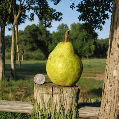 Bartlett Pear Tree Scions – Pyrus communis 40 Fresh Cuttings | 6–7 Inches | For Grafting or Rooting  Williams Pear Variety | Giant Fruit Producer | Zone 4–9
