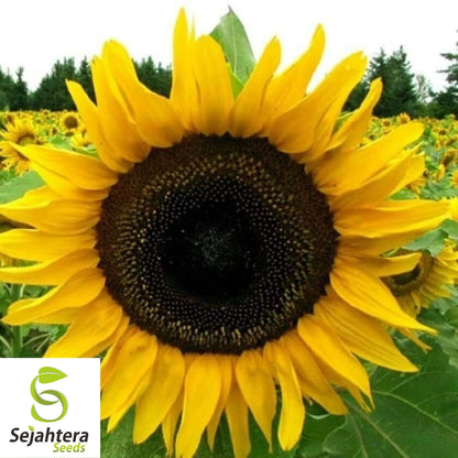 Mammoth Grey Stripe Sunflower Seeds - 25+ Giant, Heirloom, Non-GMO & Fresh