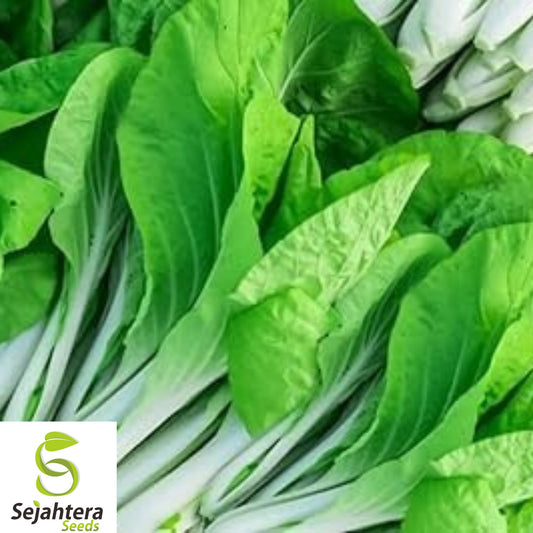 400+ Pak Choi White Stem Cabbage Seeds - Heirloom, Non-GMO, Crisp & Nutritious