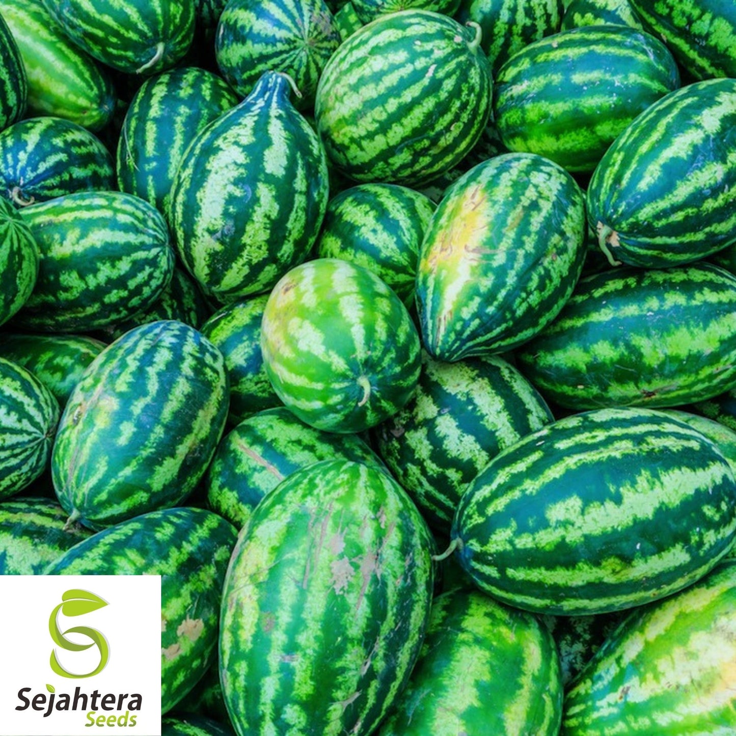 Congo Watermelon Seeds 25 Ct | 35-50 lb Sweet Fruit NON-GMO USA