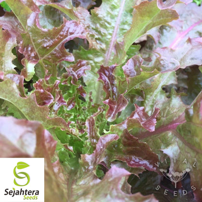 1000 Red Salad Bowl Lettuce Seeds - Non-GMO, Tender & Vibrant Greens