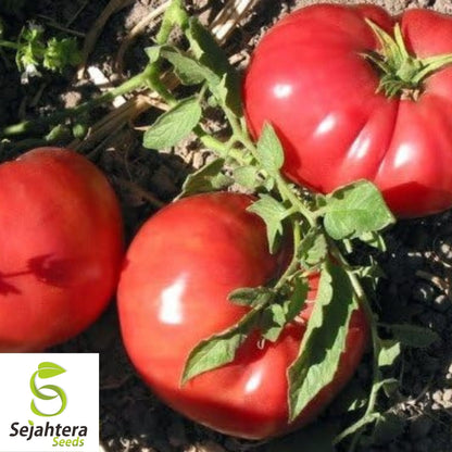 German Johnson Tomato Seeds 50 Ct | Heirloom NON-GMO Vegetable Garden USA