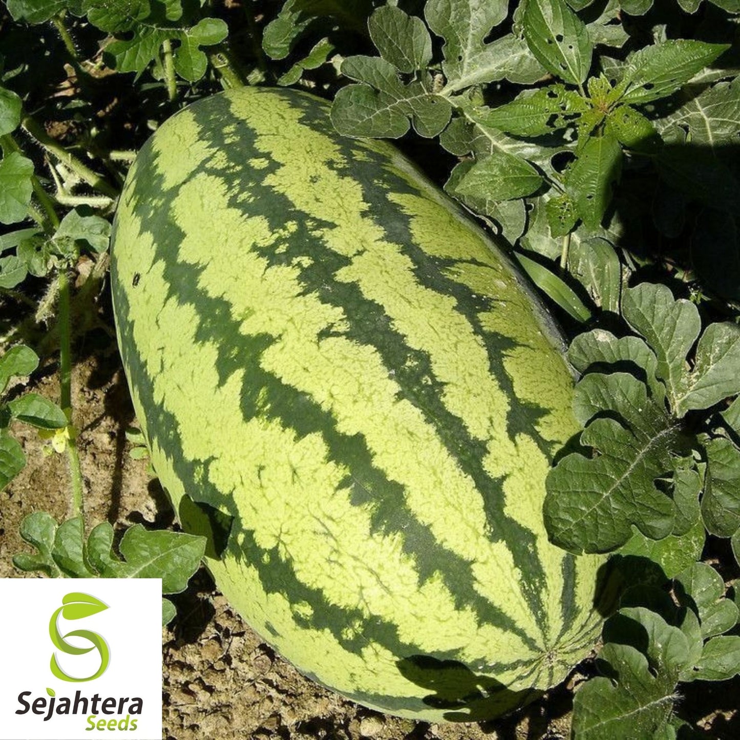 Congo Watermelon Seeds 25 Ct | 35-50 lb Sweet Fruit NON-GMO USA