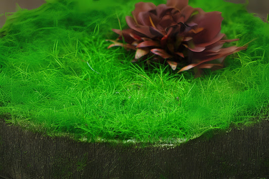 Eleocharis pusilis-acicularis Mini Aquatic Plant Portion Cup 3.5 oz for Freshwater Aquarium
