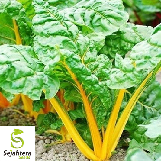 100 Orange Fantasia Swiss Chard Seeds - Heirloom, Non-GMO, Vibrant Vegetable