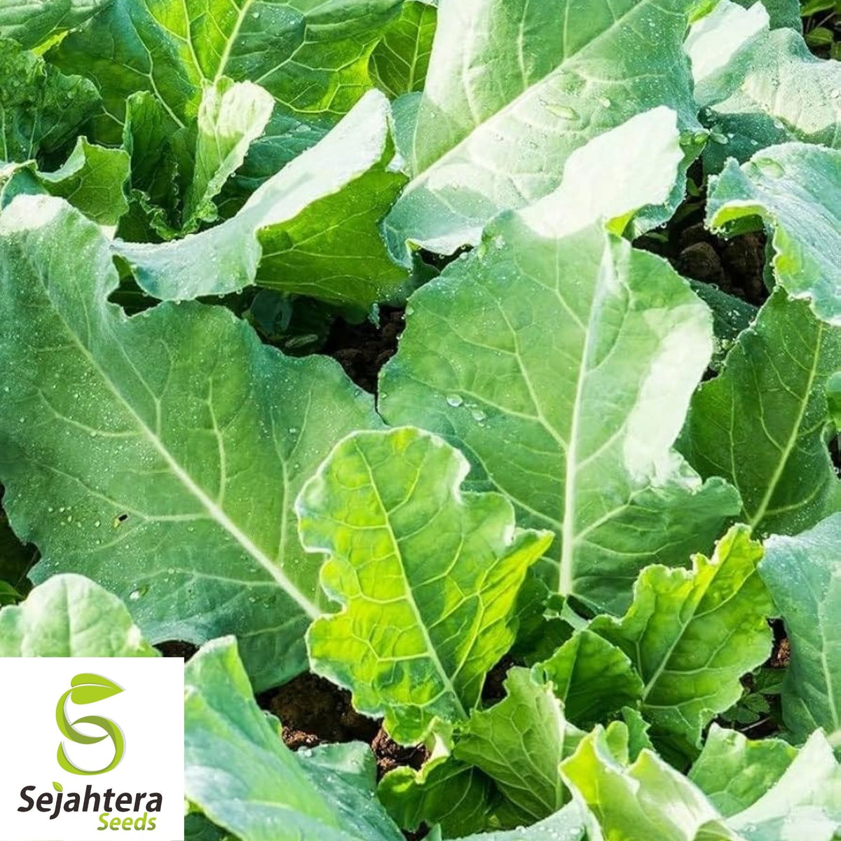 Kale Seeds 500+ | Premier Early Hanover Vegetable NON-GMO USA
