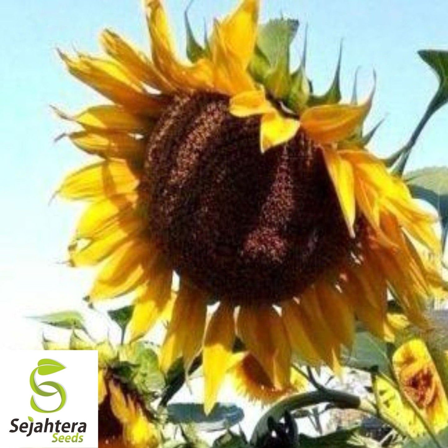 Mammoth Grey Stripe Sunflower Seeds - 25+ Giant, Heirloom, Non-GMO & Fresh