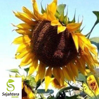 Mammoth Grey Stripe Sunflower Seeds - 25+ Giant, Heirloom, Non-GMO & Fresh