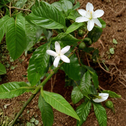 Arabica Coffee Plant – Coffea arabica Live Plant | 2–3 Feet Tall | Includes 3 Gallon Pot  Grow Your Own Coffee | Glossy Evergreen Foliage | Fragrant Spring Blooms