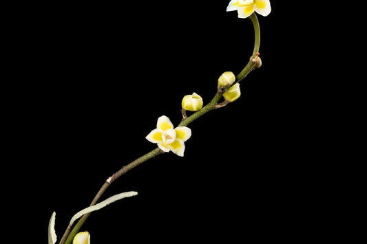 Chiloschista Viridiflava Orchid Plant | Unique Leafless Growth | Fragrant Yellowish-Green Flowers | Exotic Southeast Asian Orchid