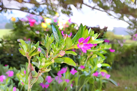 Vibrant Mexican Heather Plant 6in Pot - Cuphea hyssopifolia - Easy-Care Flowering Indoor/Outdoor Garden Shrub