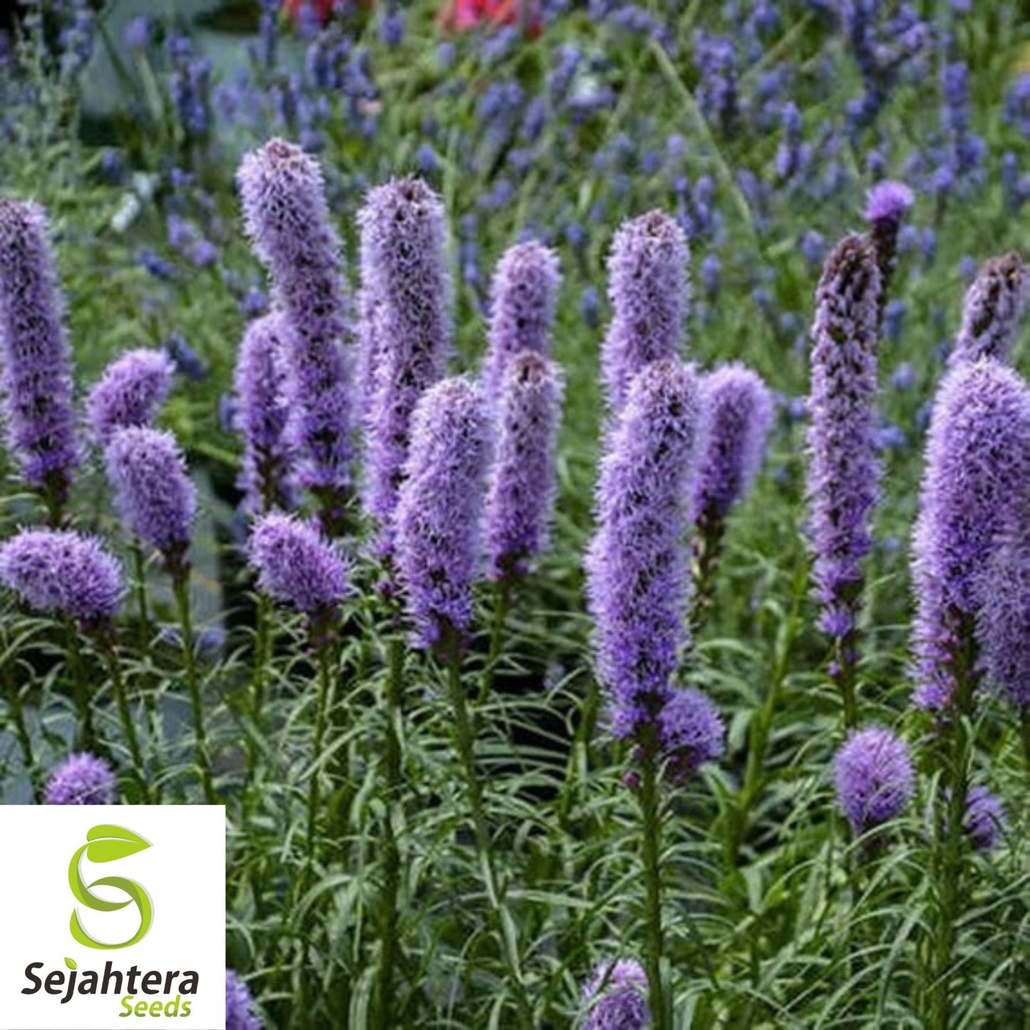 100+ Gayfeather Seeds - Liatris Spicata, Spiked Flowers, Non-GMO
