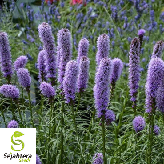 100+ Gayfeather Seeds - Liatris Spicata, Spiked Flowers, Non-GMO