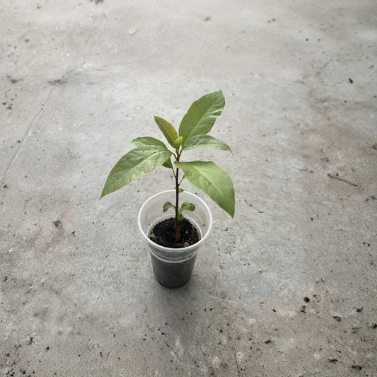 Avocado Tree – Persea americana  Live Avocado Plant | 10 Inches Tall | Pot Included Ready to Plant • Healthy Green Foliage